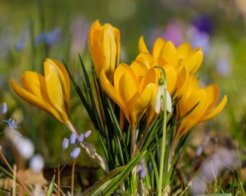 Image of flowers.