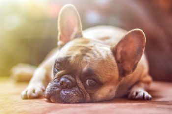 Dog resting
